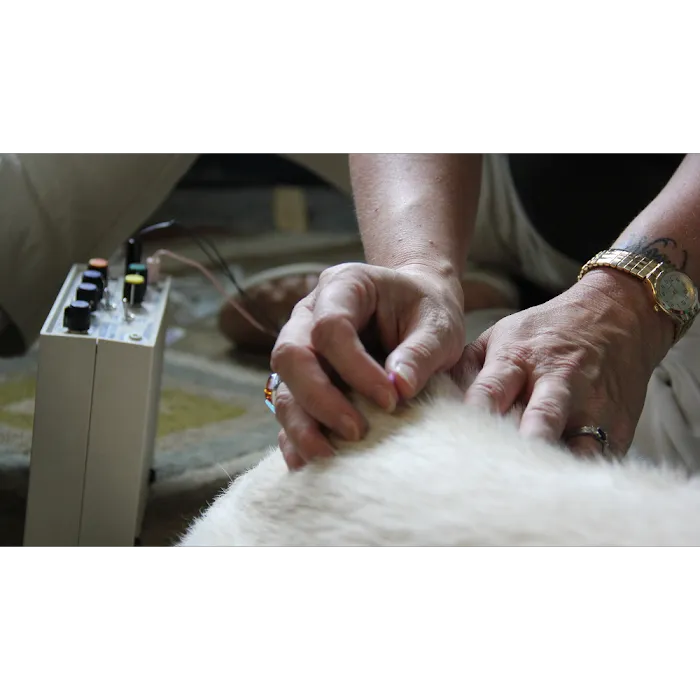 Asheville Animal Acupuncture Picture 6