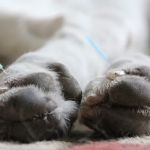 Asheville Animal Acupuncture