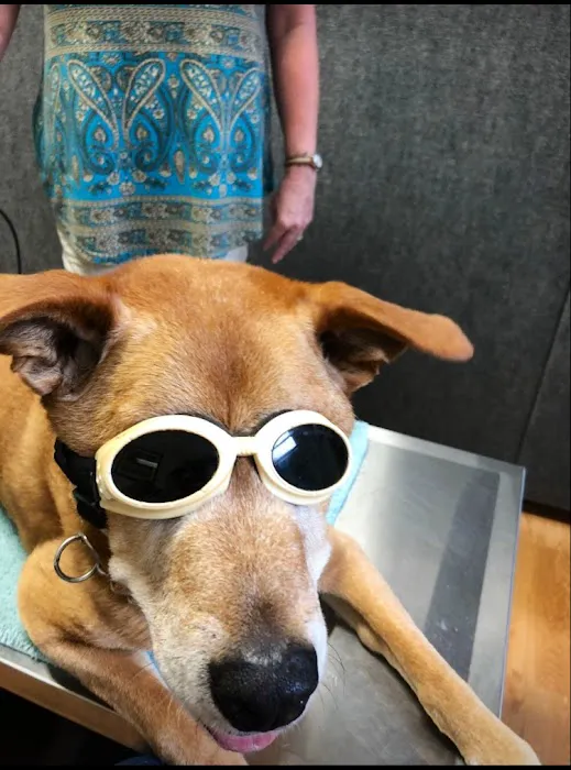 Asheville Animal Acupuncture Picture 4