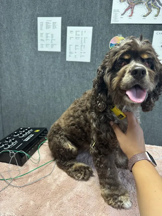 Asheville Animal Acupuncture Picture 2