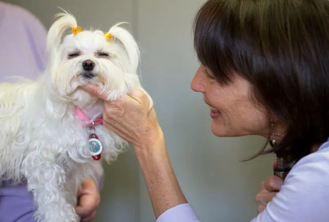 Sunvet Animal Wellness Clinic Picture 6