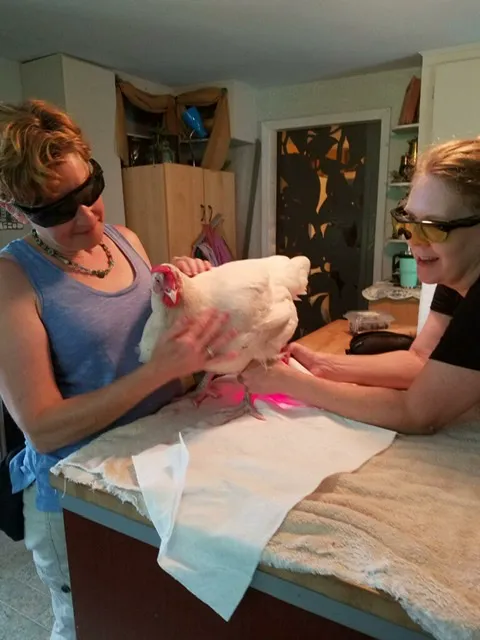 Birdhouse Mobile Exotic Vet Picture 1