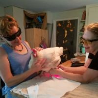 Birdhouse Mobile Exotic Vet ico