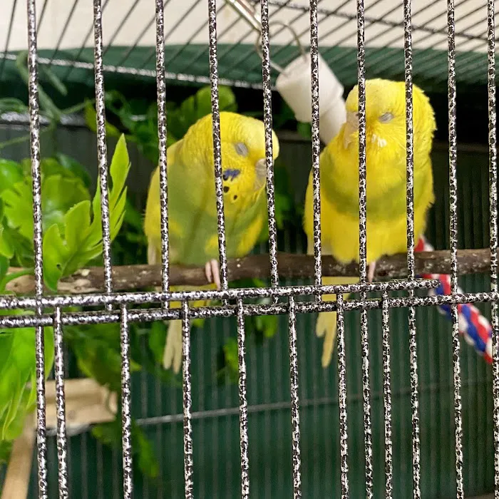 Birdhouse Mobile Exotic Vet Picture 3