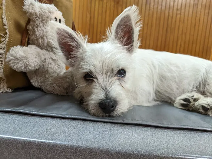 East Tennessee Veterinary Hospital Picture 8