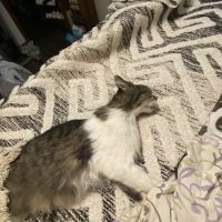 East Tennessee Veterinary Hospital ico