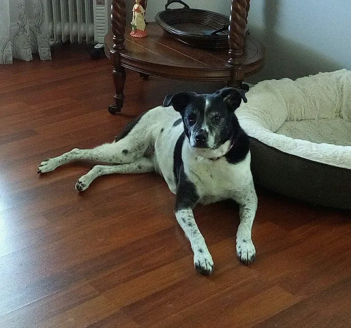 Vet Care Animal Hospital Picture 6