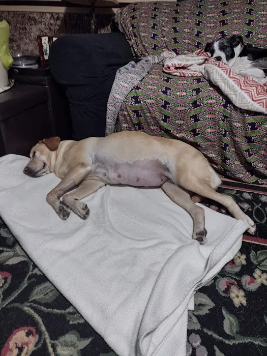 Duckworth Animal Hospital Picture 4
