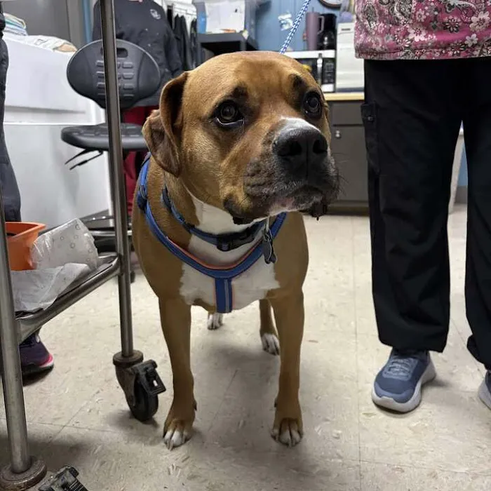 Greene County Vet Clinic Picture 9