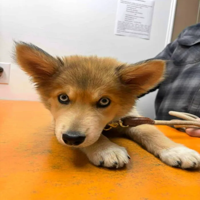 Greene County Vet Clinic Picture 7