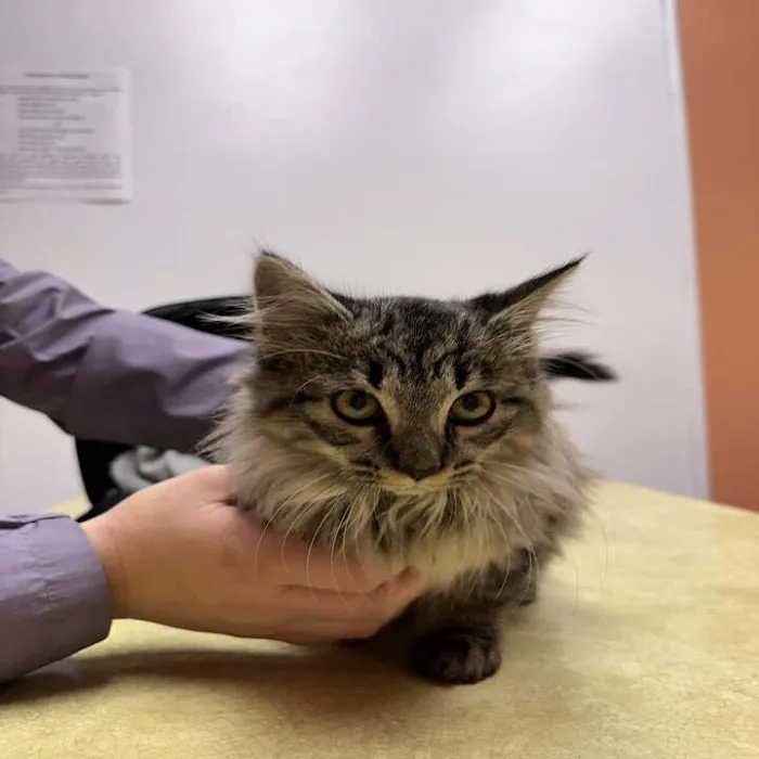Greene County Vet Clinic Picture 8