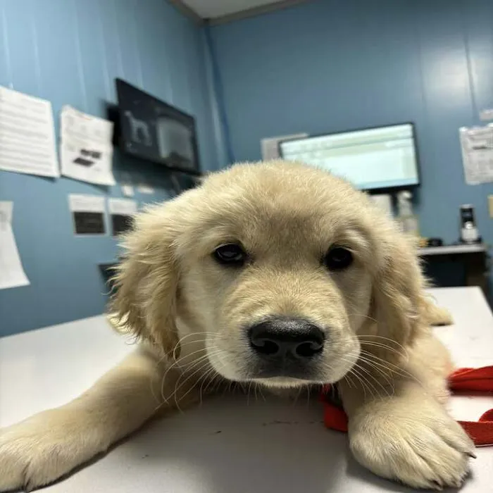 Greene County Vet Clinic Picture 10