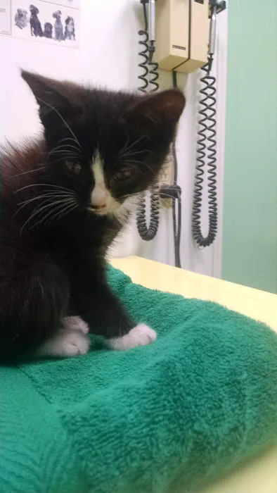 Greene County Vet Clinic Picture 4