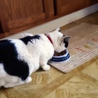 Brookfield Animal Hospital ico