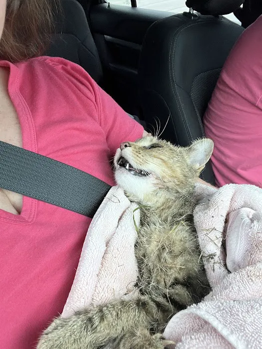 Brookfield Animal Hospital Picture 4