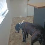 Animals West Veterinary Hospital - James Greer DVM