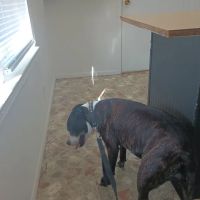 Animals West Veterinary Hospital - James Greer DVM ico