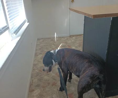 Animals West Veterinary Hospital - James Greer DVM