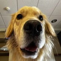 The Pet Vet on Patton ico