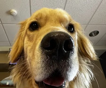The Pet Vet on Patton