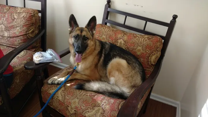 Asheville Veterinary Associates - West Picture 5
