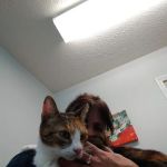 Asheville Veterinary Associates - West