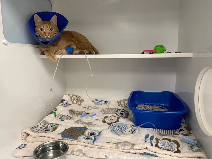 Cat Clinic of Asheville Picture 7