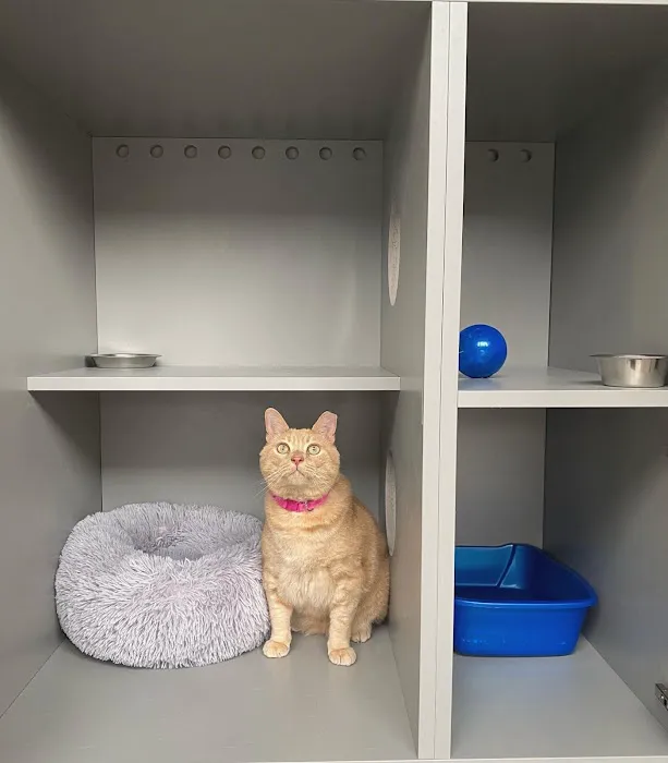 Cat Clinic of Asheville Picture 2