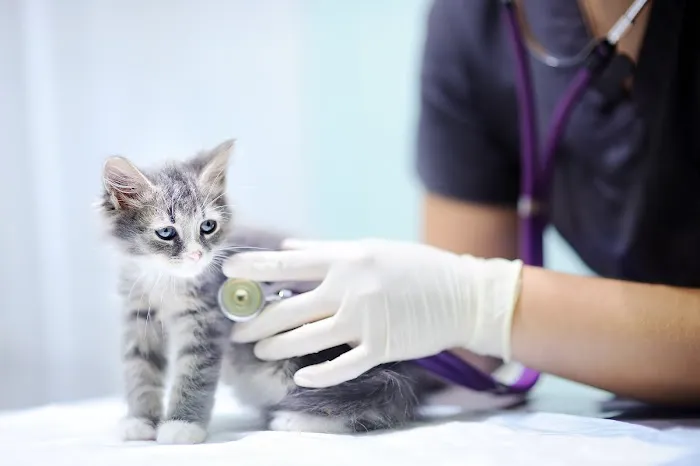 Cat Clinic of Asheville Picture 6