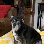 East Asheville Family Vet