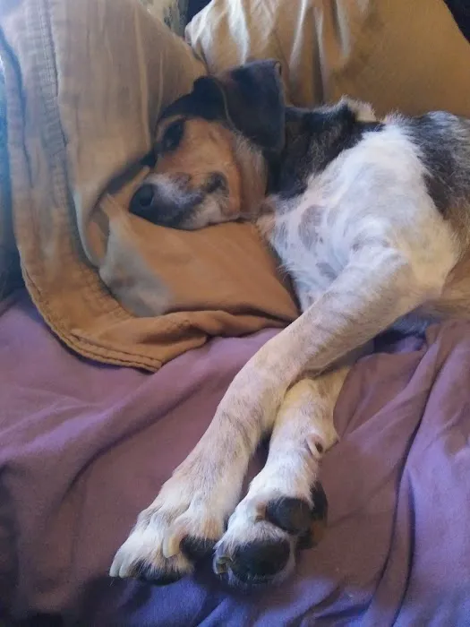 Banfield Pet Hospital Picture 1