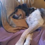 Banfield Pet Hospital