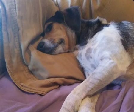 Banfield Pet Hospital