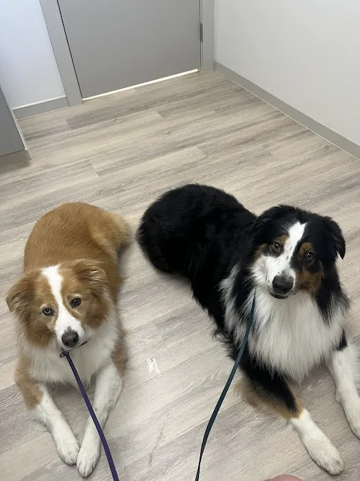 All Seasons Veterinary Hospital Picture 1