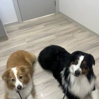 All Seasons Veterinary Hospital ico
