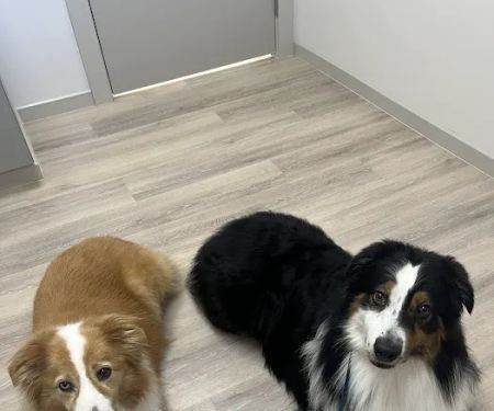 All Seasons Veterinary Hospital