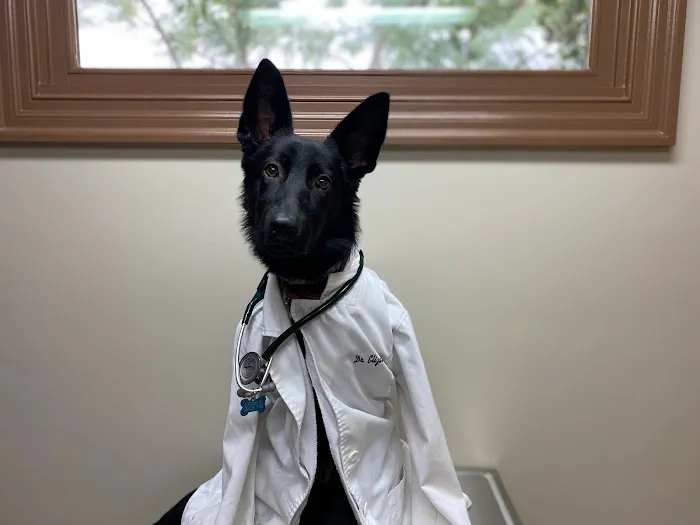 God's Creatures Animal Hospital Picture 8