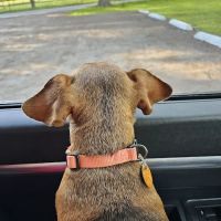 Cane Creek Animal Clinic and Equine ico