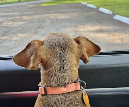 Cane Creek Animal Clinic and Equine