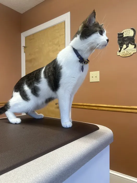 Apple Valley Animal Hospital Picture 6