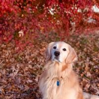Apple Valley Animal Hospital ico