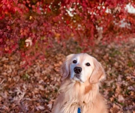 Apple Valley Animal Hospital