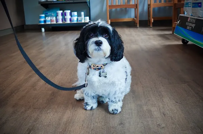 White Oak Veterinary Hospital Picture 6