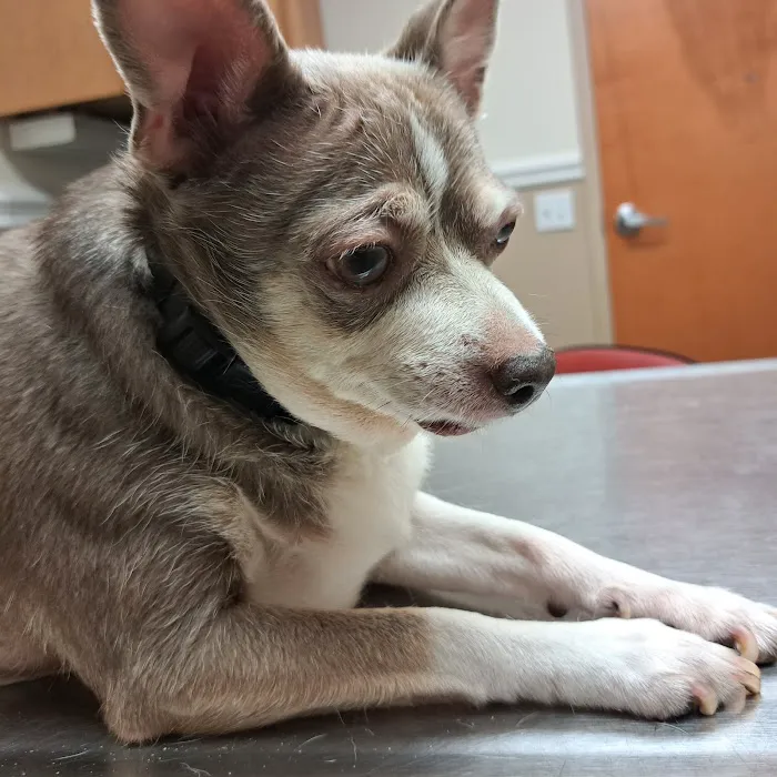 Fletcher Animal Hospital Picture 8