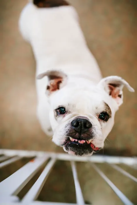 Fletcher Animal Hospital Picture 7
