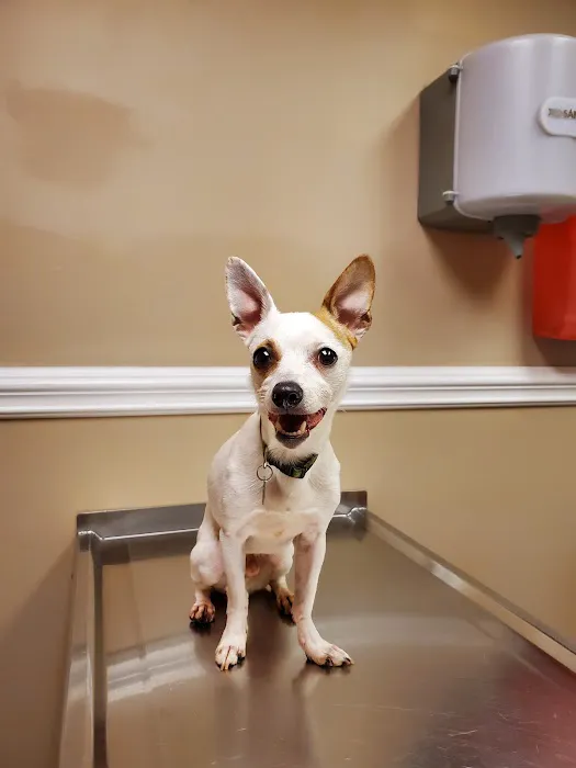 Fletcher Animal Hospital Picture 5