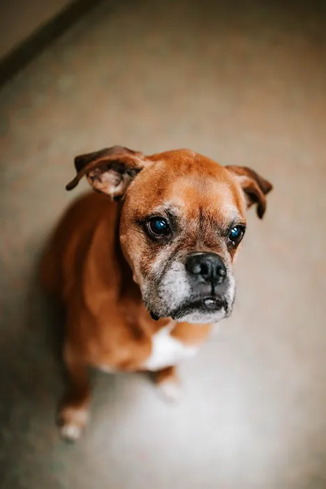 Fletcher Animal Hospital Picture 10