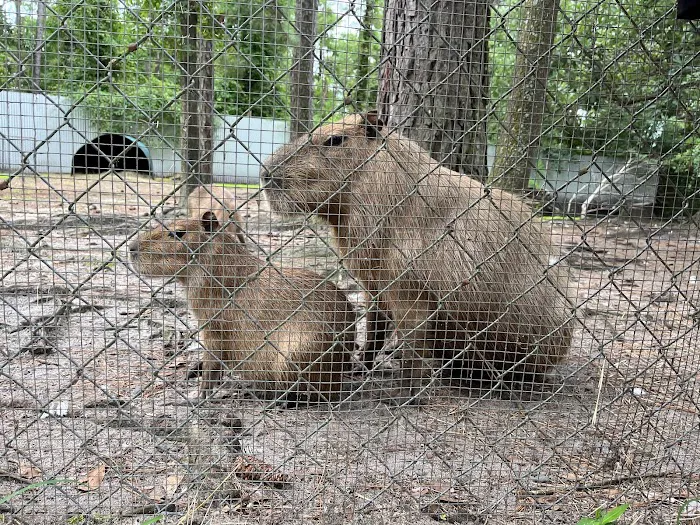 Physical Therapy Center for Capybaras Picture 6