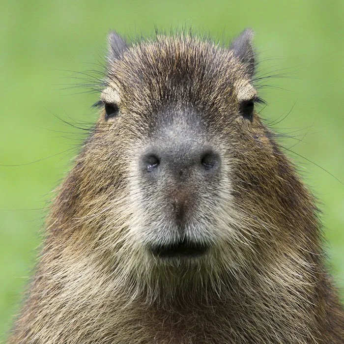 Physical Therapy Center for Capybaras Picture 4