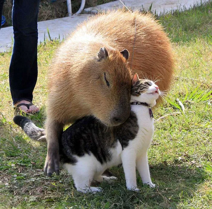 Physical Therapy Center for Capybaras Picture 8